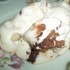 Rumos tiramisu mandulával