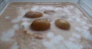 Tejfölös rumos szőlő gesztenye krémleves