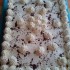 Oroszkrém torta II