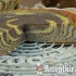Túrós mákos zebra torta